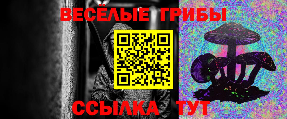 Галлюциногенные грибы Psilocybine cubensis Томск
